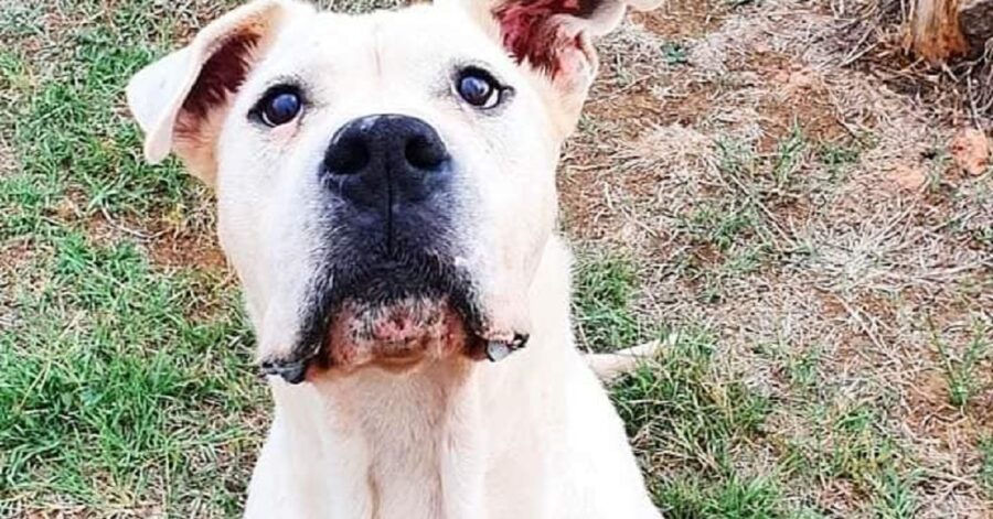 cagnolino cerca attenzioni