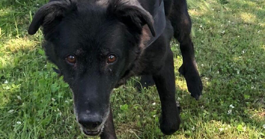 cagnolino nero