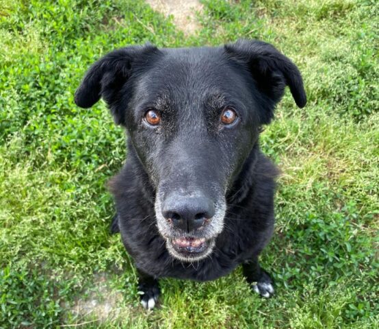 Becks: cane anziano non si arrende e aspetta impaziente di essere adottato