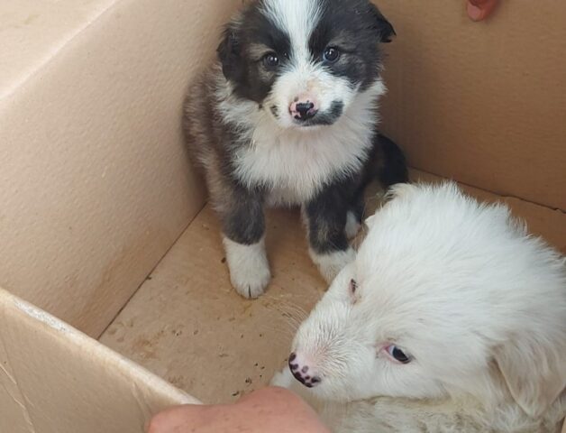 Blanco e Allegra: due piccole palle di pelo in cerca di casa