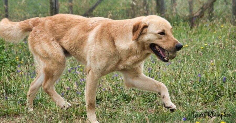 cane con la palla