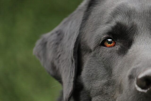 Brando e Balù: i cani che hanno salvato la vita del loro padrone colpito da malore (VIDEO)