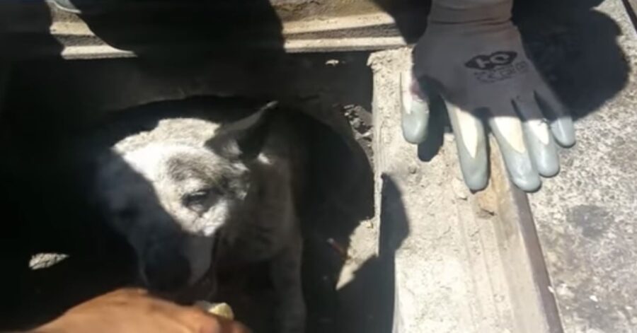 I passanti salvano un cane intrappolato in una fogna