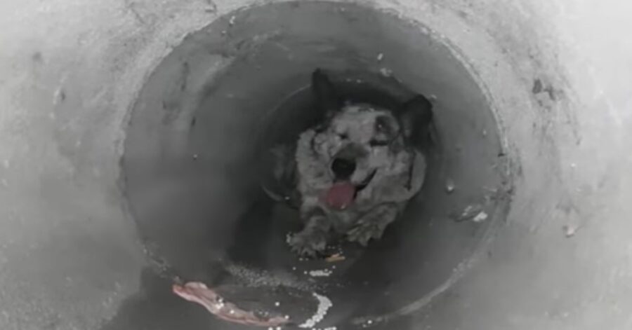 cane intrappolato in una fogna