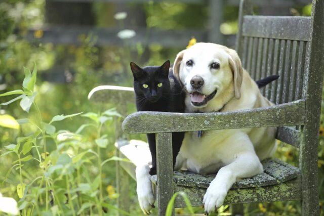 Chi è più veloce tra cane e gatto?