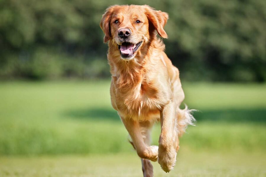 cane che corre in giardino