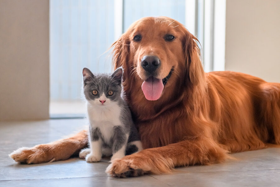 cane e gatto insieme