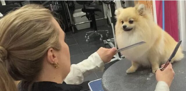 Cucciolo di pomerania fa la toelettatura per la prima volta (VIDEO)