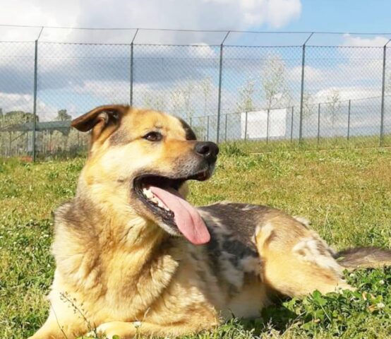 Dako: cane dall’anima innocente ha bisogno di una nuova casa