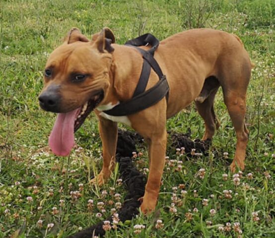 Ettore: il dolce Pitbull cerca da tempo la sua opportunità di salvezza