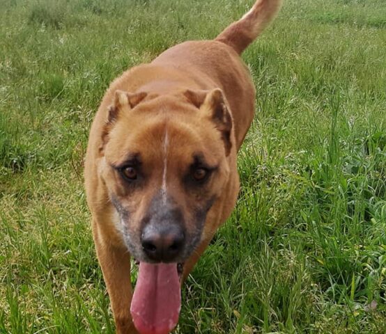 Flick: cane dal cuore tenero aspetta la sua famiglia nel canile di Roma