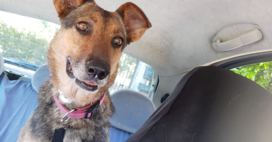 cagnolina in auto