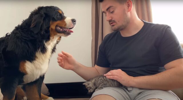 Il Bovaro del Bernese ha una scenata di gelosia di fronte al padrone che coccola un gattino (video)