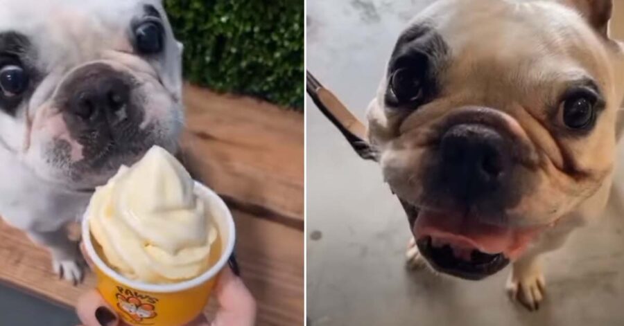 Bulldog Francese felice di fronte a un gelato