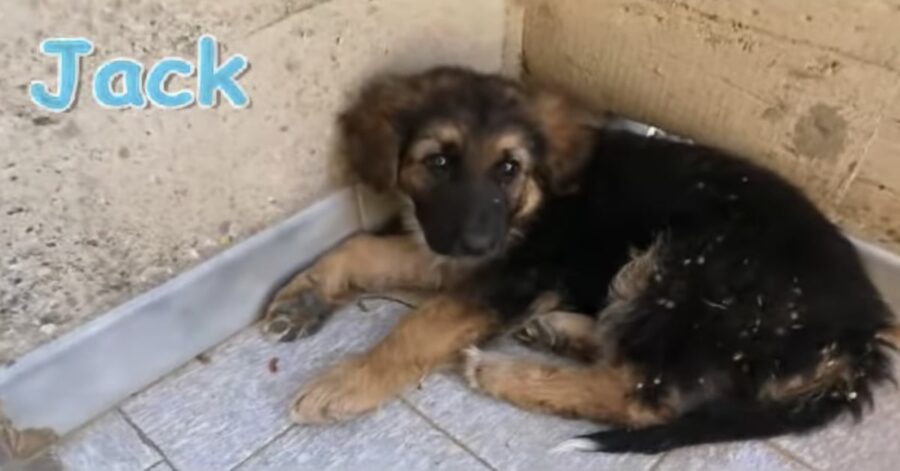 cucciolo abbandonato in Puglia