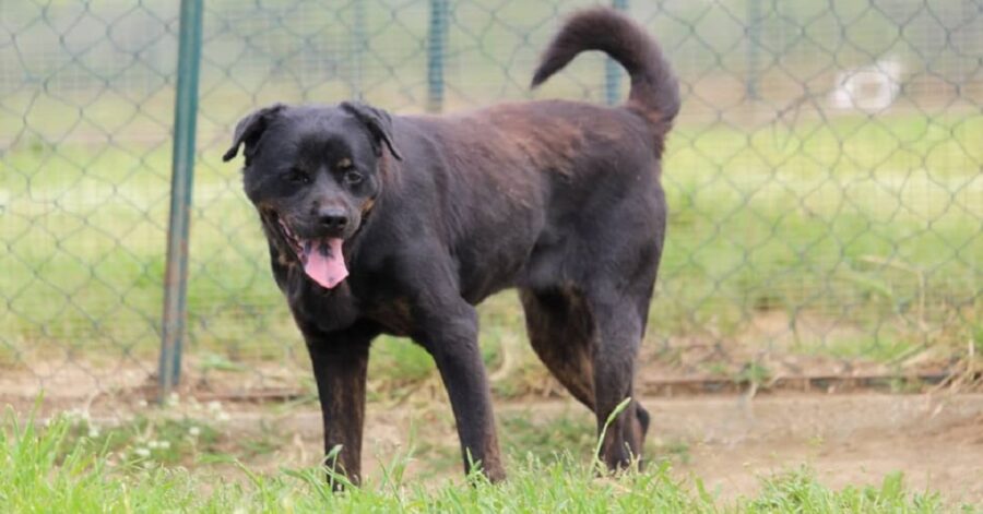 cagnolina cerca una mamma