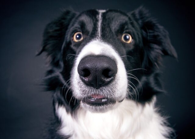 Subiaco: i Carabinieri salvano Kim, un Border Collie che si era perso (VIDEO)