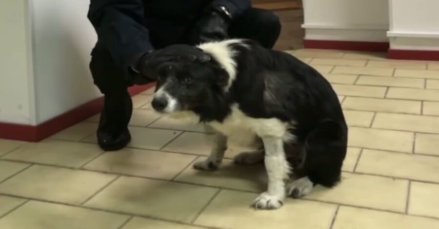 Border Collie accarezzato da un Carabiniere