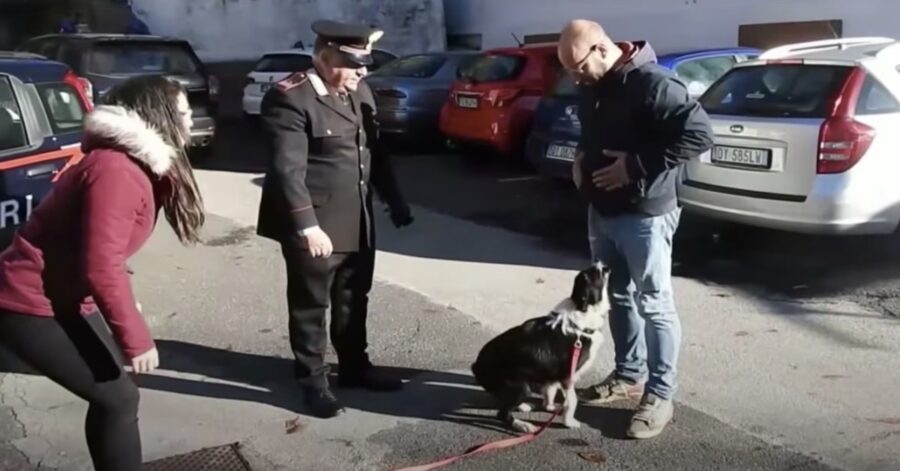 Border Collie perso riabbraccia i suoi padroni