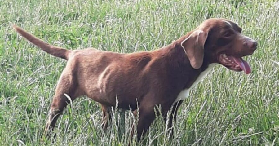 cagnolino in giardino