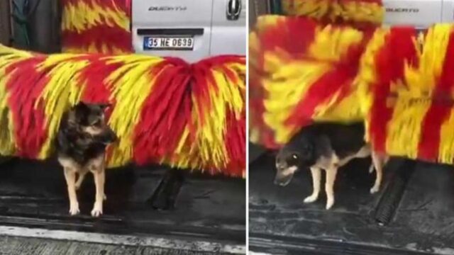 Linda, il cane del lavaggio auto, che ha fatto il giro del mondo