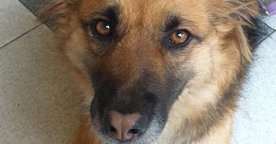 cagnolina dal naso marrone