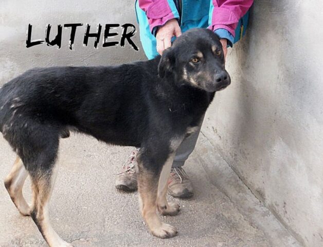 Luther, il simil Rottweiler dagli occhi dolci cerca una casa