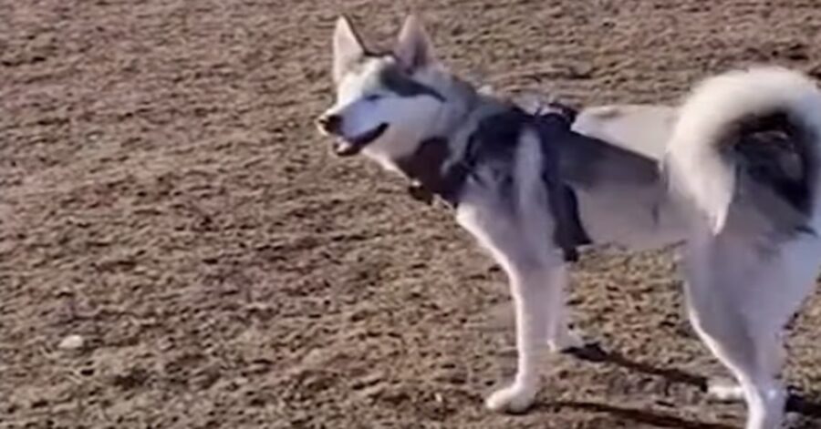 Husky cieco in piedi