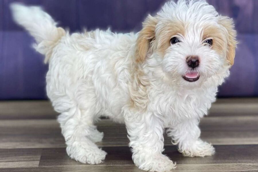 cane maltipoo bicolore