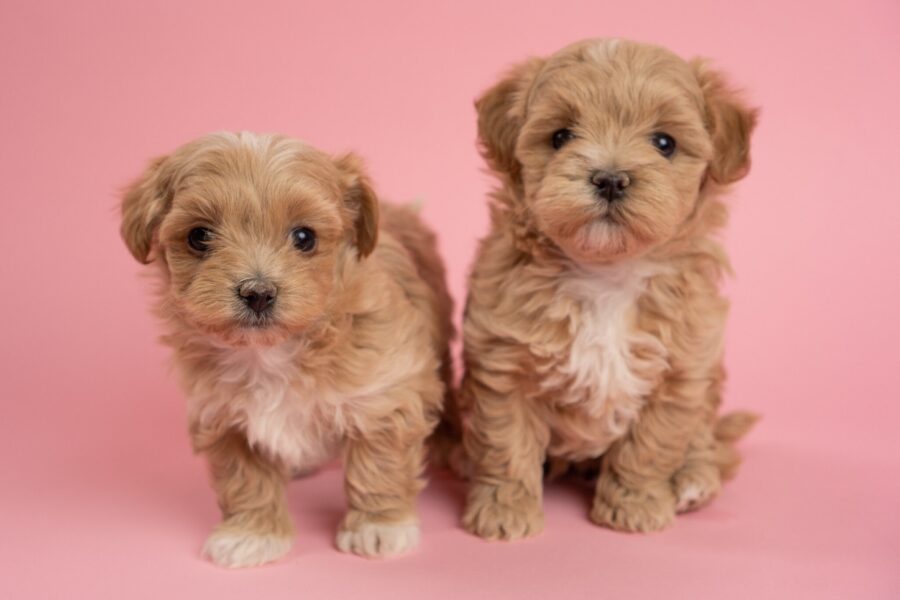 cuccioli di cane Maltipoo