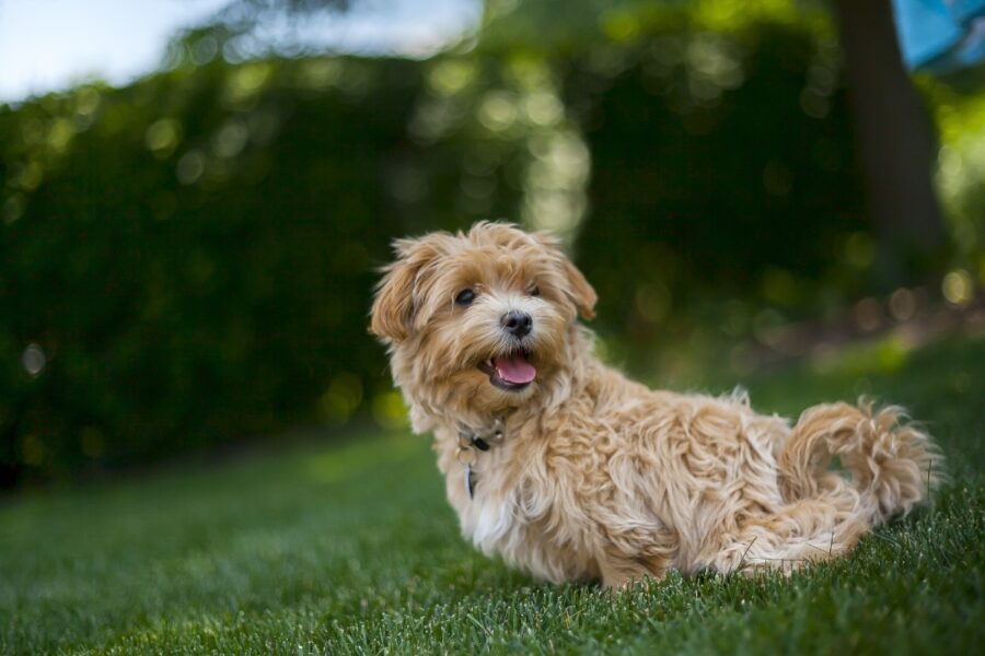 incrocio tra cane maltese e barboncino