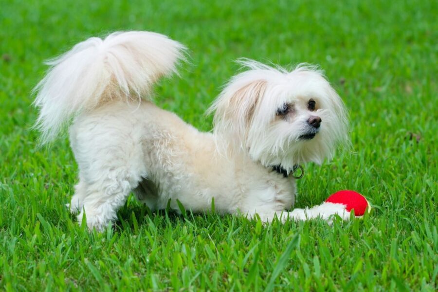 cane con pallina