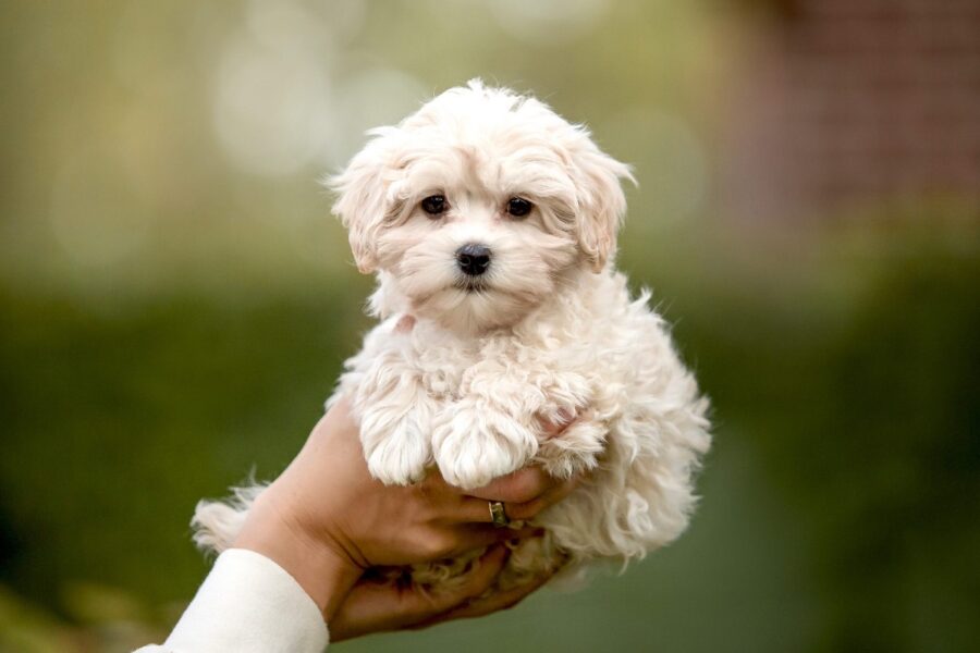 cane tenuto in mano