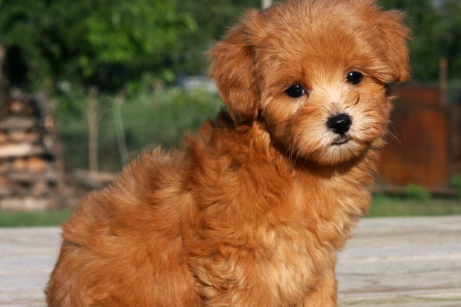 cane maltipoo marrone