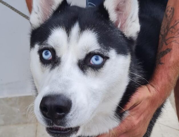 Il Siberian Husky Max deve cambiare famiglia. Lo aiutiamo?