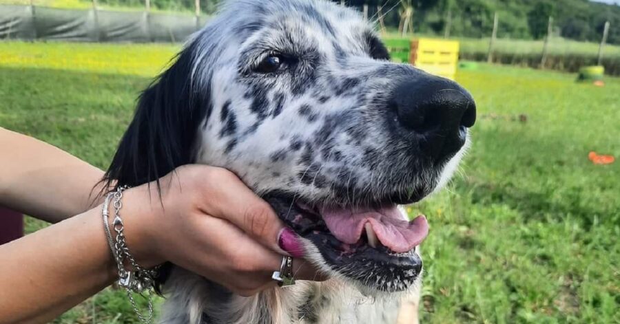 cane con la lingua di fuori