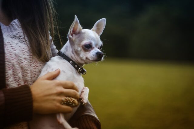 La storia di Momo, l’anziano Chihuahua che nessuno voleva adottare (VIDEO)