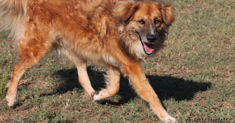 cane corre nel prato