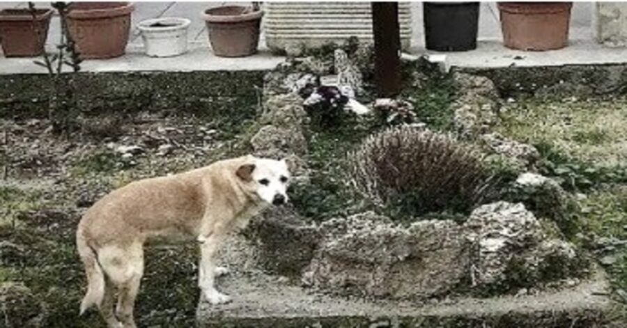 Cane al cimitero