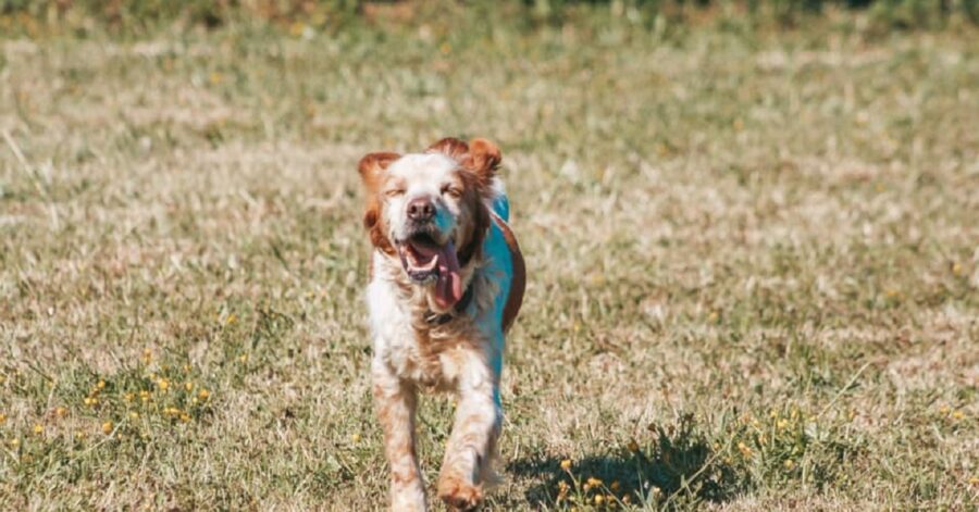 cagnolina che corre