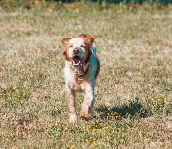 Ninetta: cagnolina sorda cerca una famiglia piena di vitalità