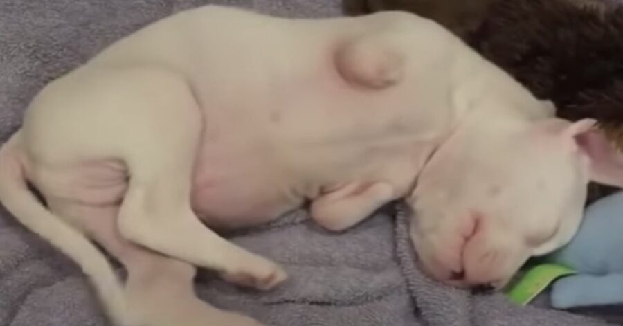 cane senza zampe appena nato