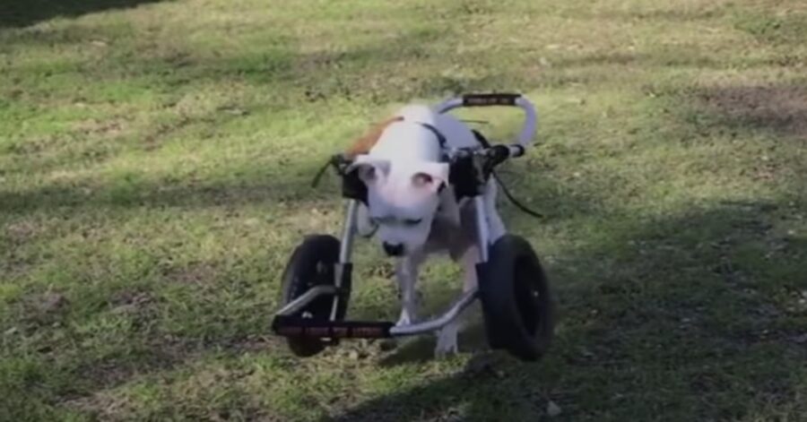 cane senza zampe in sedia a rotelle