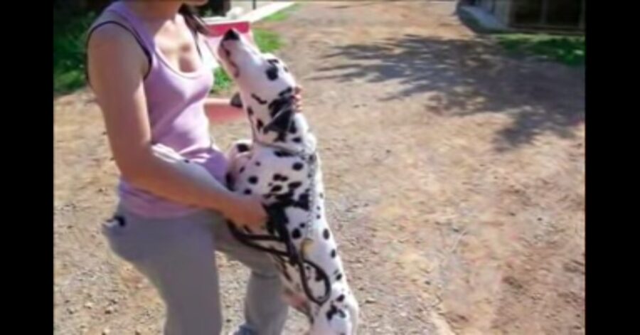 cane Dalmata abbraccia una donna