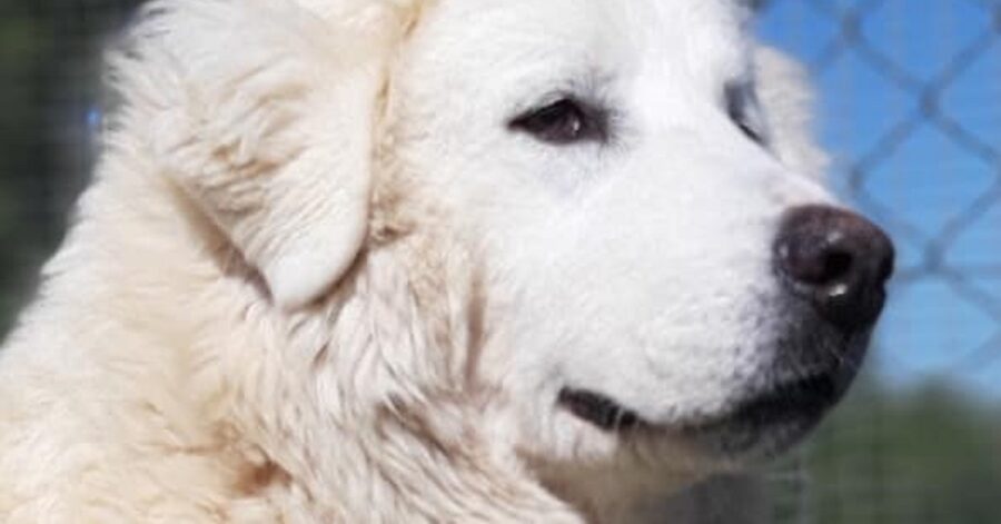 cagnolina dal pelo folto