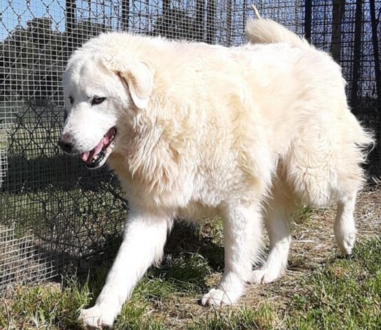 Perla: maremmana dal pelo bianco cerca una famiglia tranquilla