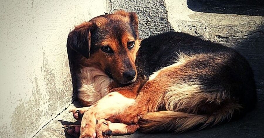 cagnolina spaventata