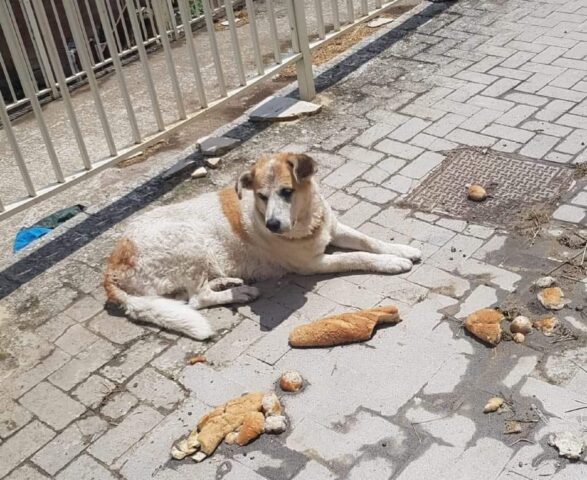 Pippo, una vita da salvare: aiutiamolo