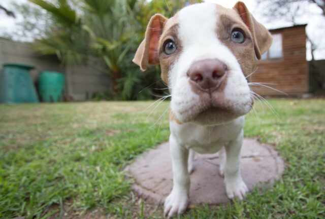 Un Pitbull viene salvato in extremis in un incendio dal suo papà umano (VIDEO)