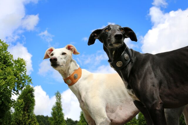 Dovevano finire nei macelli cinesi: King, Prince e Phoebe salvati dalla Onlus Pet Levrieri (VIDEO)